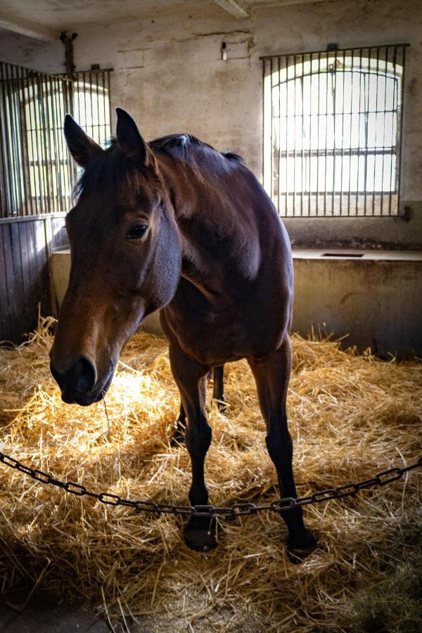 VierhofenFewo Mit Pferdeboxen, Paddock Und Weide In Der Lueneburger Heideアパートメント エクステリア 写真