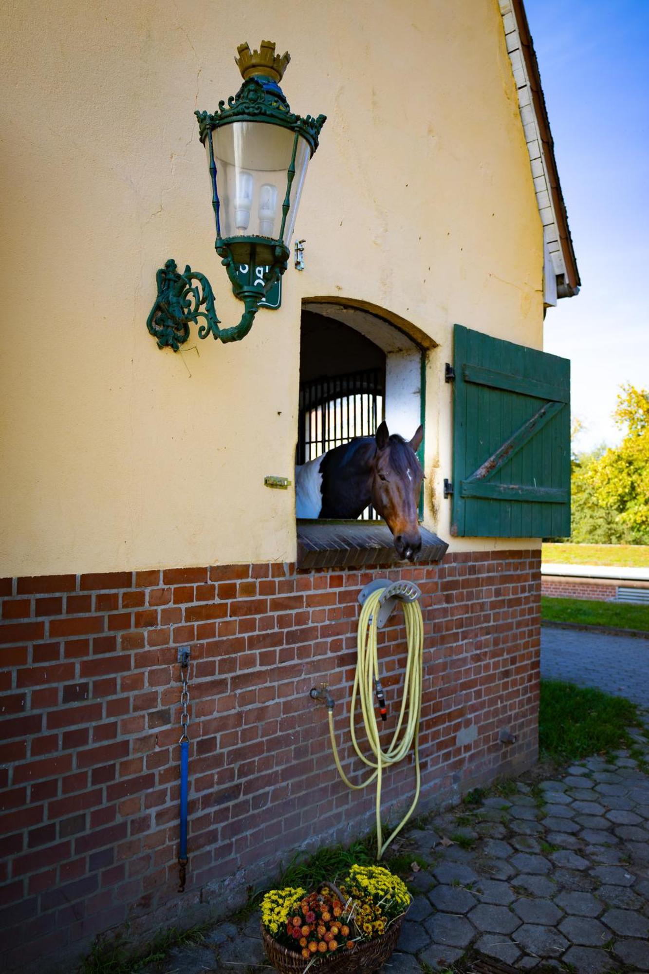 VierhofenFewo Mit Pferdeboxen, Paddock Und Weide In Der Lueneburger Heideアパートメント エクステリア 写真